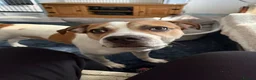 Mixed Breed dogs for sale: Dog to a good home  - Advert 1