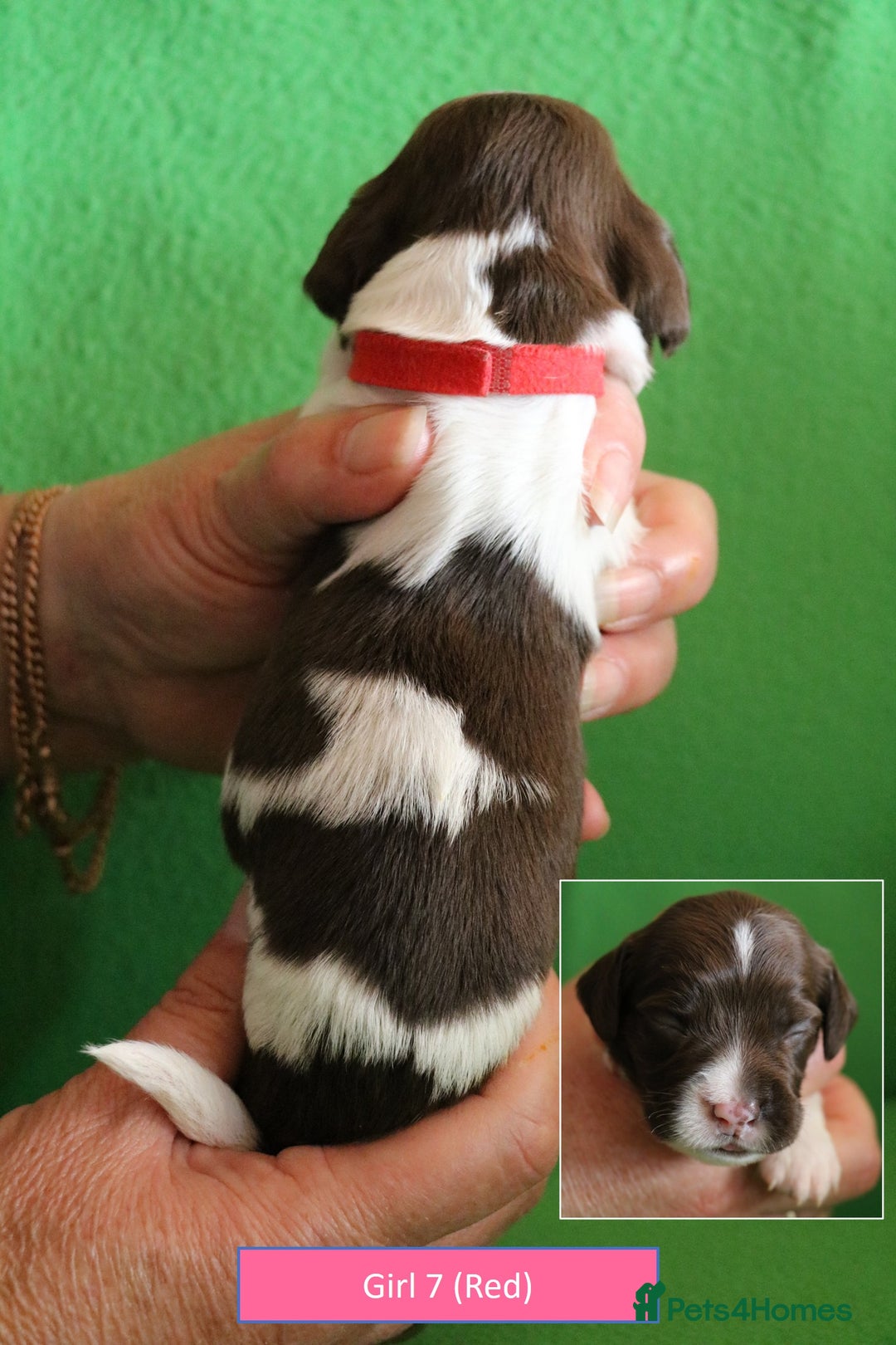 English Springer Spaniel dogs for sale: Health Tested English Springer Spaniel Puppies - Advert 6