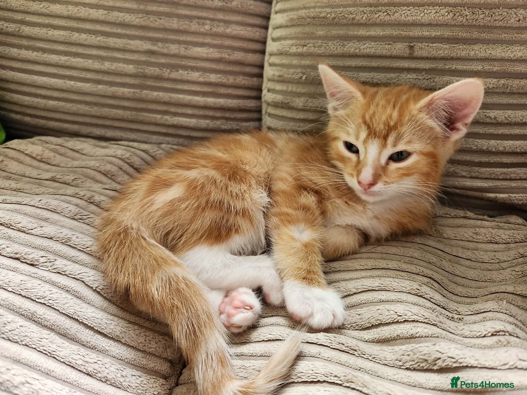 Domestic Shorthair cats GINGER Kittens - Advert 7