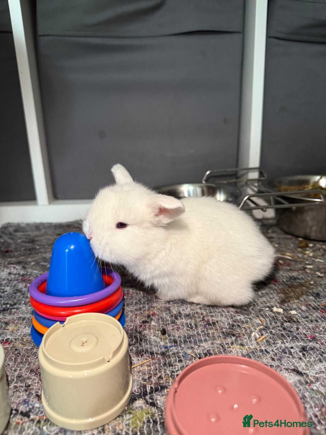 French Lop rabbits for sale: French Lop Bunnies - Advert 13