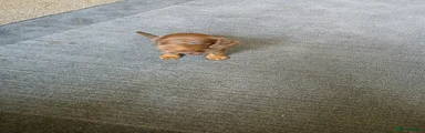 Miniature Dachshund 3