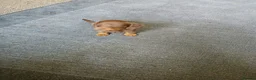 Miniature Dachshund dogs for sale: Miniature dachshund - Advert 4