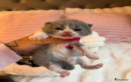 British Shorthair cats for sale: British Shorthair kittens Champion Line 🥇🏆😻 - Image 12
