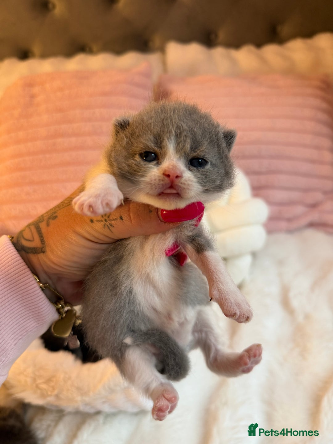 British Shorthair cats for sale: British Shorthair kittens Champion Line 🥇🏆😻 - Image 12