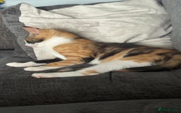 Mixed Breed cats for sale: Mixed tabby and ginger kitten  - Image 2
