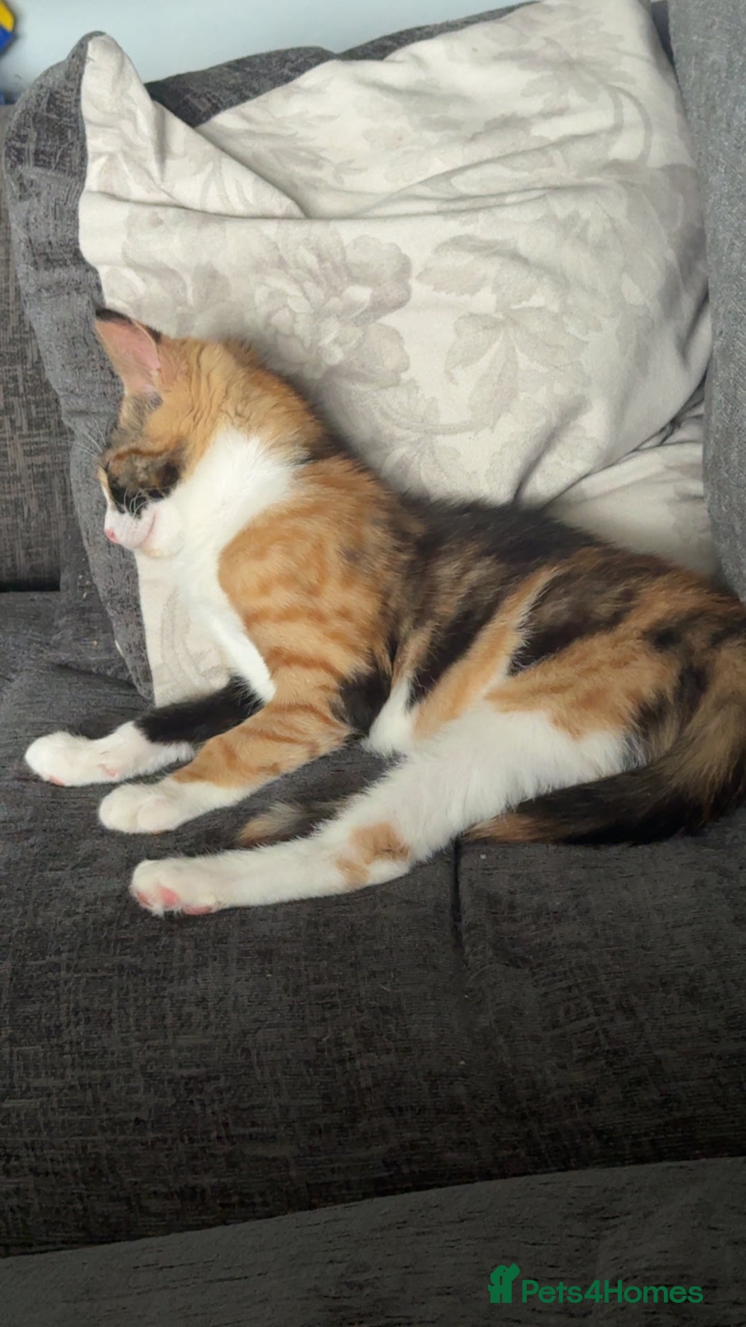 Mixed Breed cats for sale: Mixed tabby and ginger kitten  - Image 2