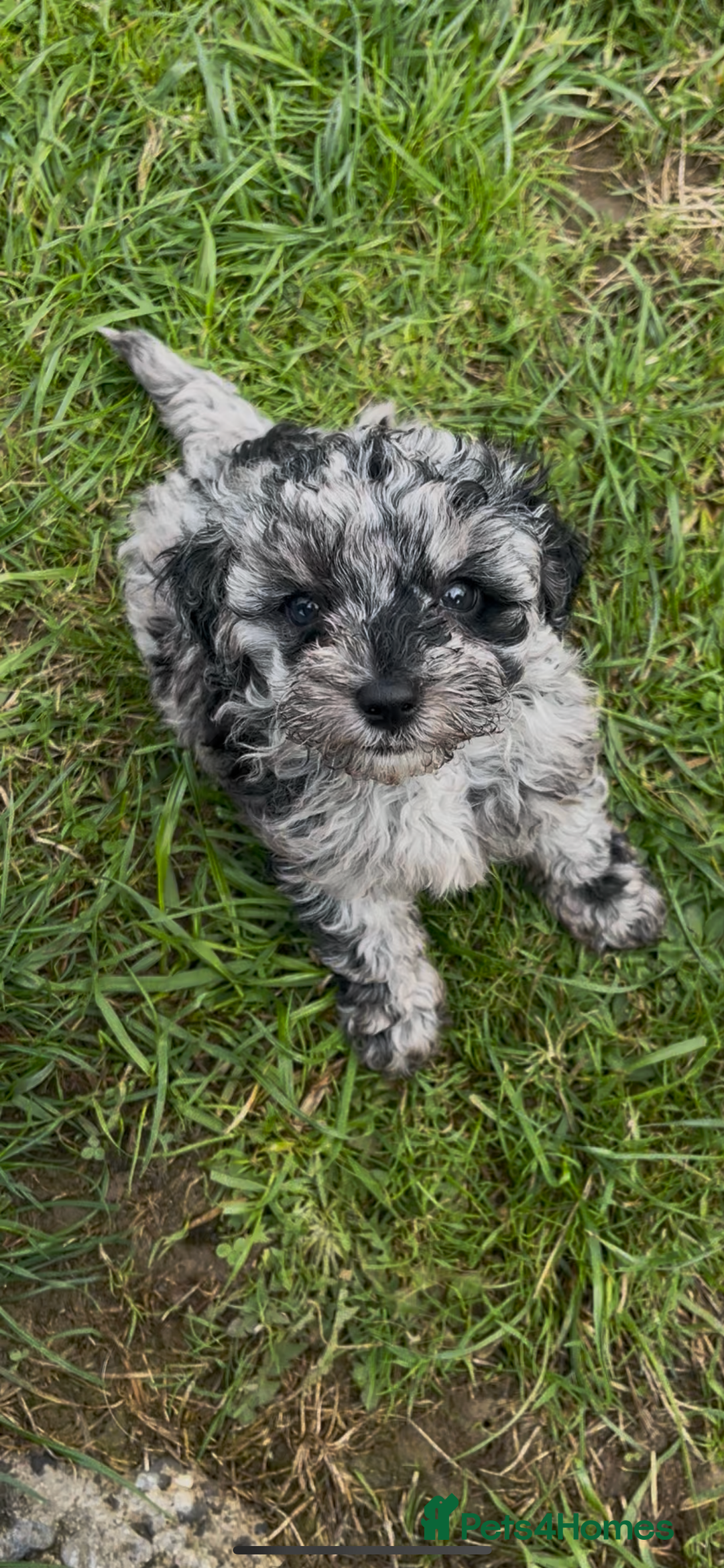 Jackapoo dogs for sale: Jackapoo  - Image 6