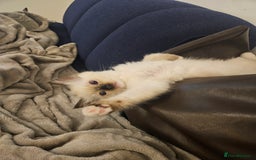 Ragdoll cats for sale: 2 beautiful ragdoll kittens for sale 9 weeks old - Image 7