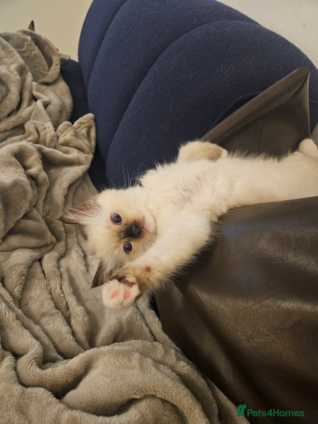 Ragdoll cats for sale: 2 beautiful ragdoll kittens for sale 9 weeks old - Image 7
