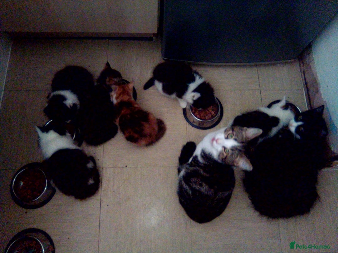 Mixed Breed cats for sale: Mixed breed kittens, Leominster - Image 9
