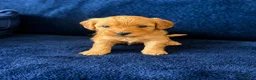 Cavapoo dogs for sale: Cavapoo - Advert 4
