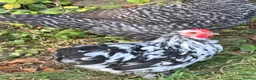 Chickens poultry for sale: Bantam Orpington cockerels in Sherborne - Advert 2