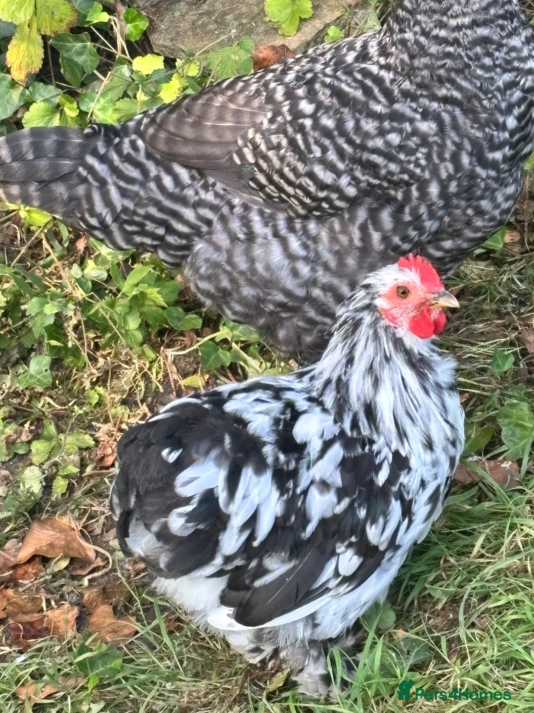 Chickens poultry for sale: Bantam Orpington cockerels in Sherborne - Advert 2