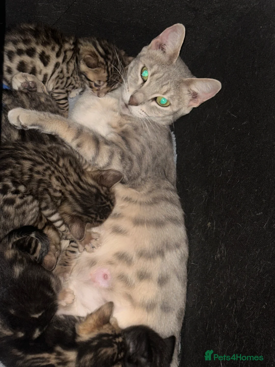 Bengal cats for sale: Bengal girl - Advert 2