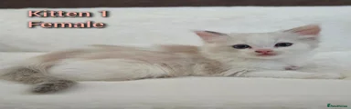 Ragdoll 3