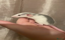 Rat rodents for sale: Rats looking for 5* homes only  - Image 9