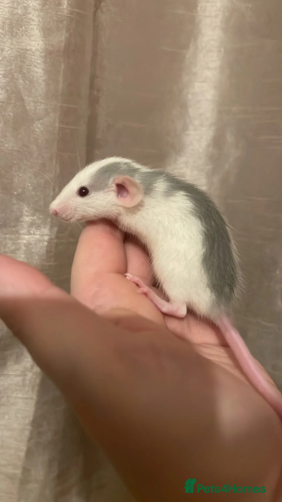 Rat rodents for sale: Rats looking for 5* homes only  - Advert 13