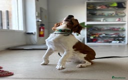 Brittany Spaniel dogs for adoption: Elvis, Brittany Cross, aged 1 in Bedford - Image 13