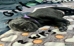 Labrador Retriever dogs for sale: UPDATE-GORGEOUS PUPS ARE HERE!  - Image 15