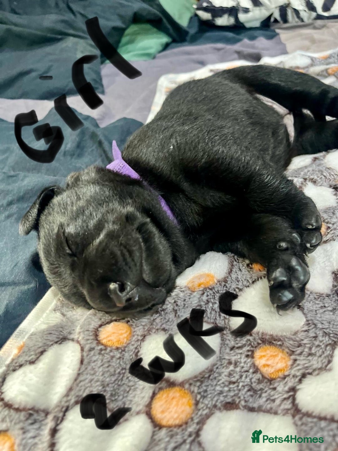 Labrador Retriever dogs for sale: UPDATE-GORGEOUS PUPS ARE HERE!  - Image 15