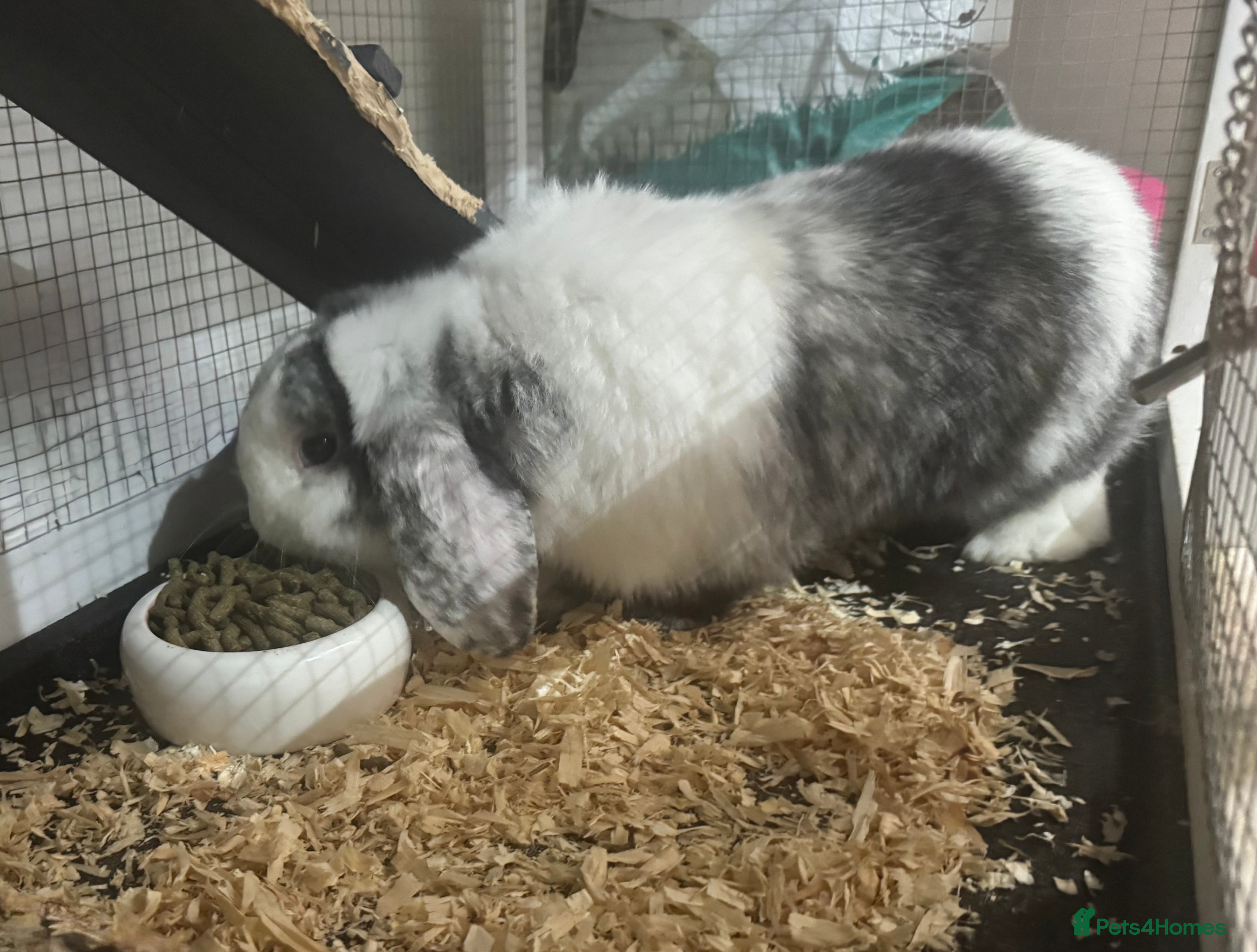 Dwarf Lop rabbits Free to good home.  Rabbit and hutch - Advert 1