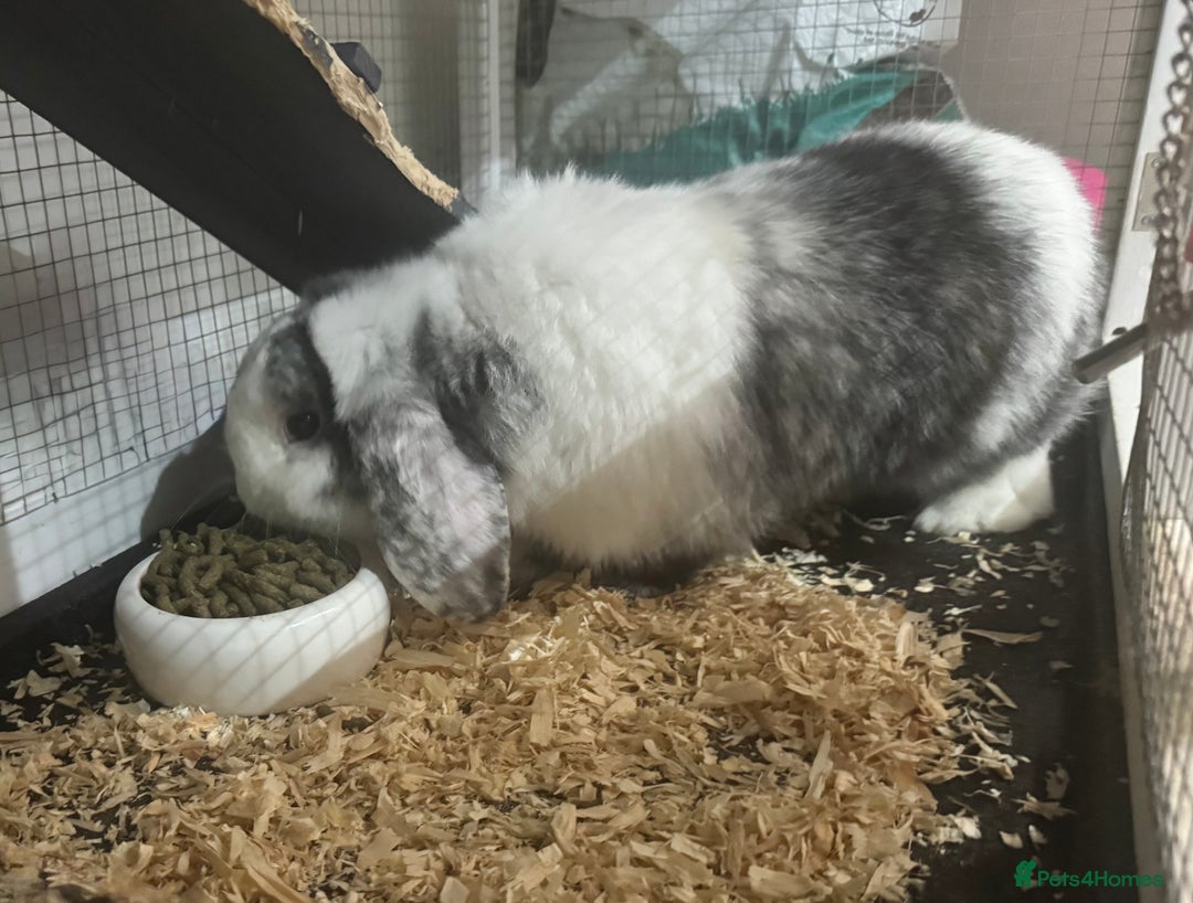 Dwarf Lop rabbits for sale: Free to good home.  Rabbit and hutch - Advert 1