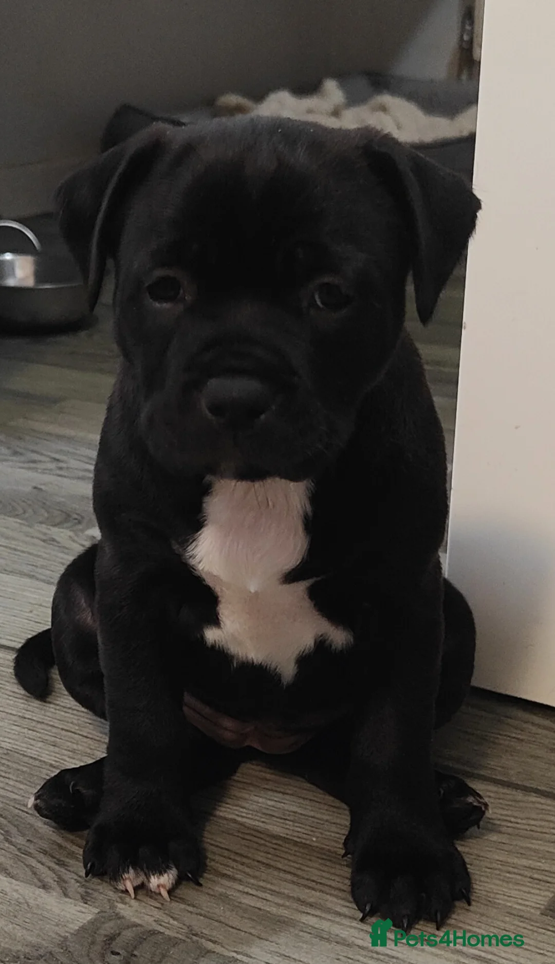 Staffordshire Bull Terrier dogs for sale: 6 week old Staffordshire bull terriers in Aberystwyth - Advert 2