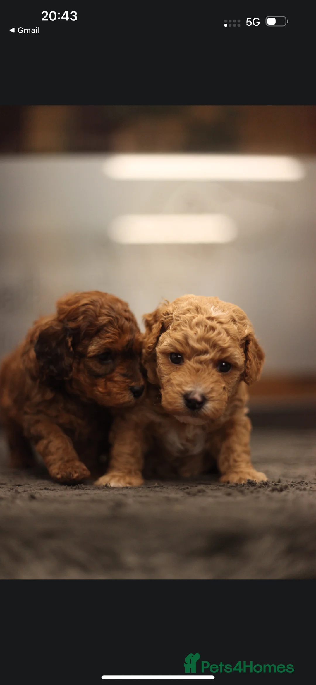 Poochon dogs for sale: Beautiful Poochon Pups Home Bred second litter - Advert 14