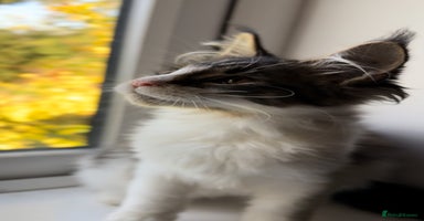 Maine Coon cats - Advert 13