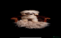 Cockapoo dogs for sale: Adorable cockapoo puppies  - Advert 4