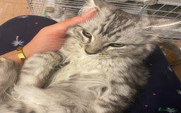 Scottish Fold cats for sale: beautiful Scottish Fold×Nebelung Kittens in Liverpool - Image 17