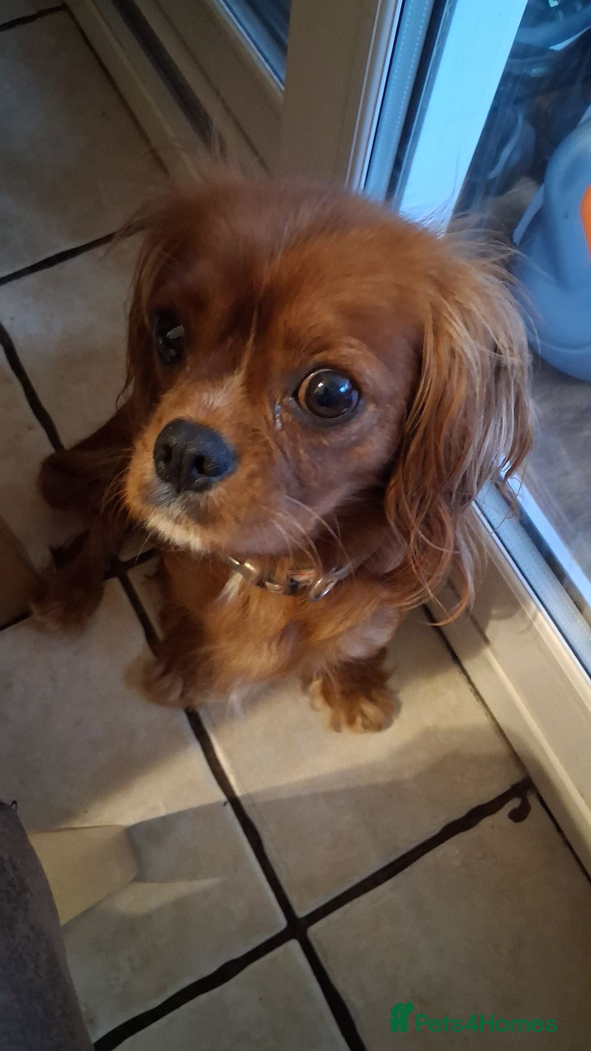 Cavalier King Charles Spaniel dogs Ruby Cavalier King Charles Spaniel puppies £1,800 - Advert 1