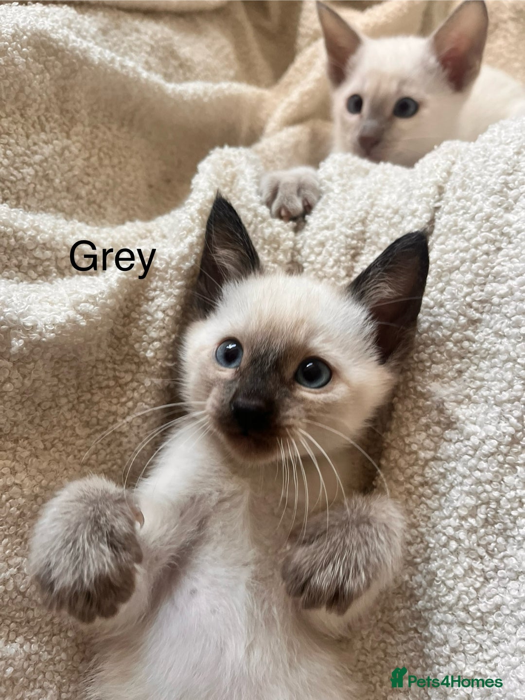 Siamese cats for sale: Human Toilet Trained! Exquisite Siamese Kittens - Image 34