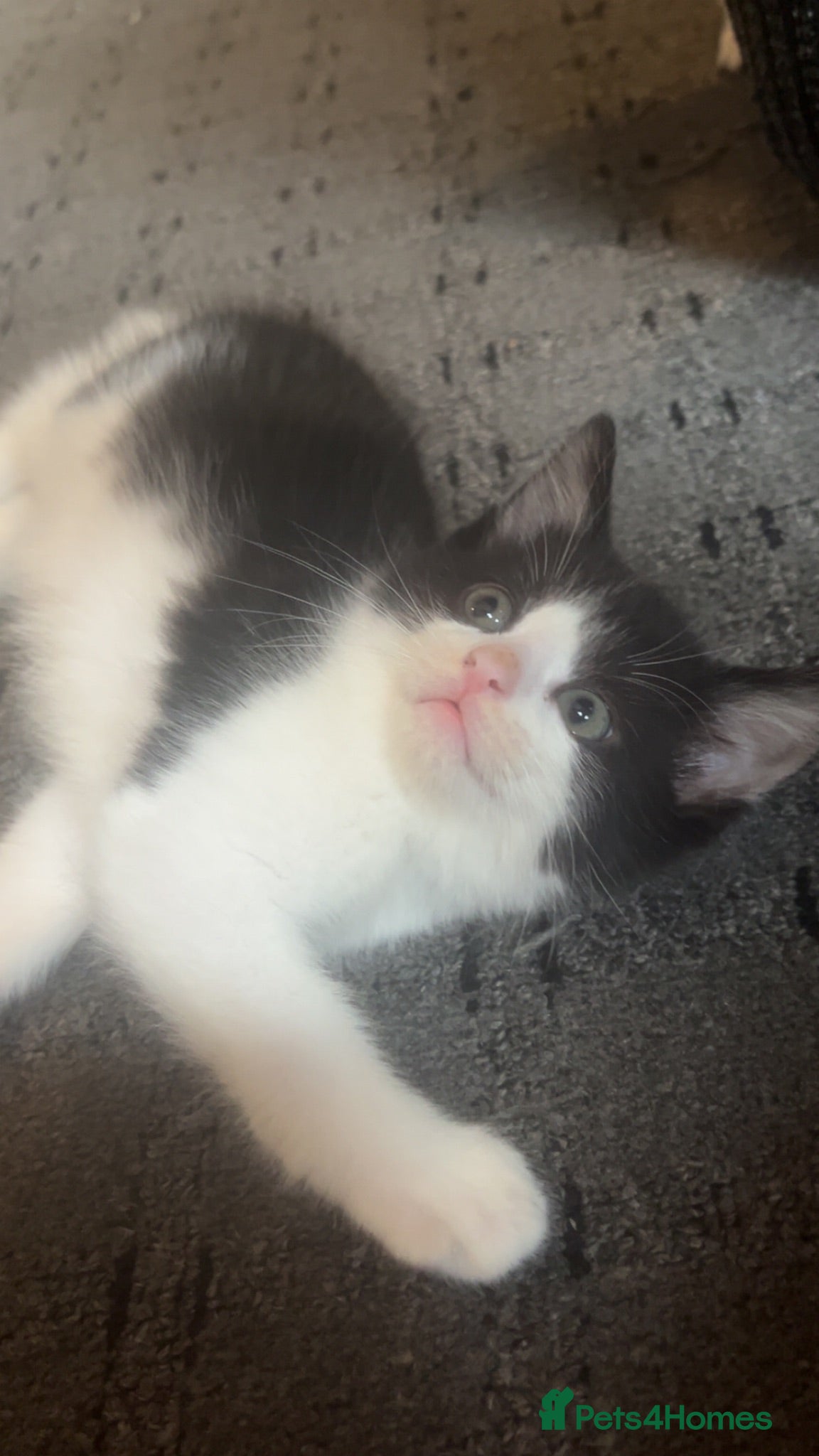 Mixed Breed cats 2 STUNNING FEMALE TUXEDO KITTENS - Advert 14