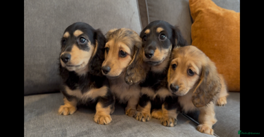 Miniature Dachshund dogs - Advert 3