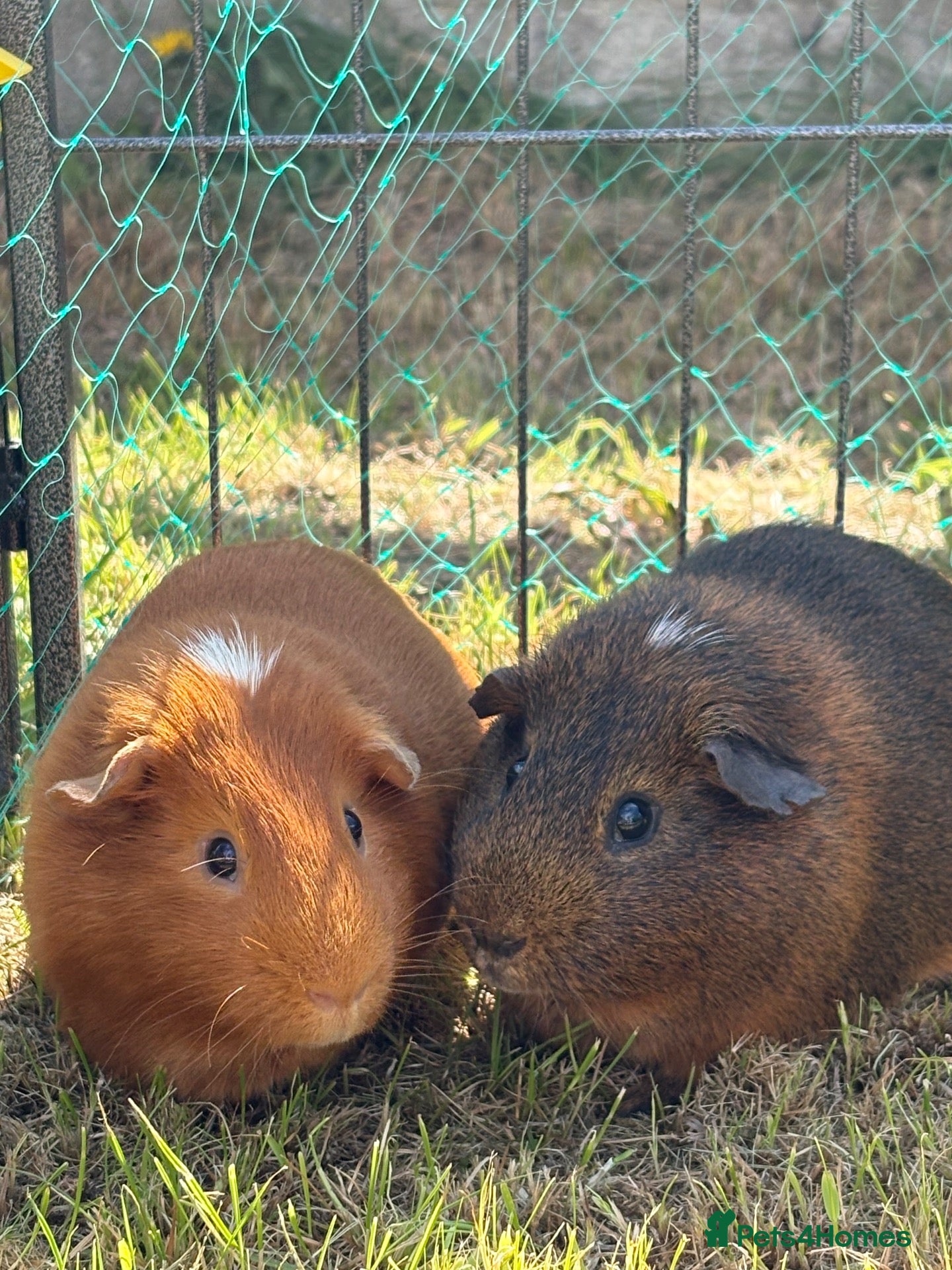 Guinea Pig rodents 2 Male Guinea Pigs - Advert 1