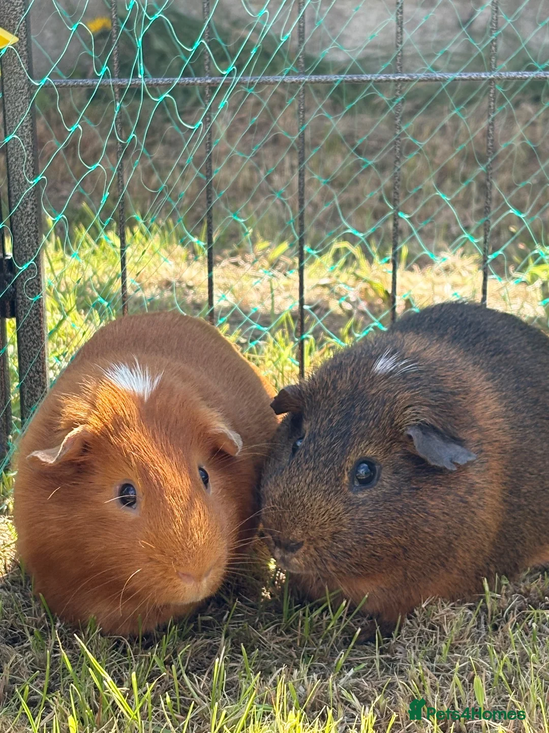 Guinea Pig rodents for sale: 2 Male Guinea Pigs in Banff - Advert 1