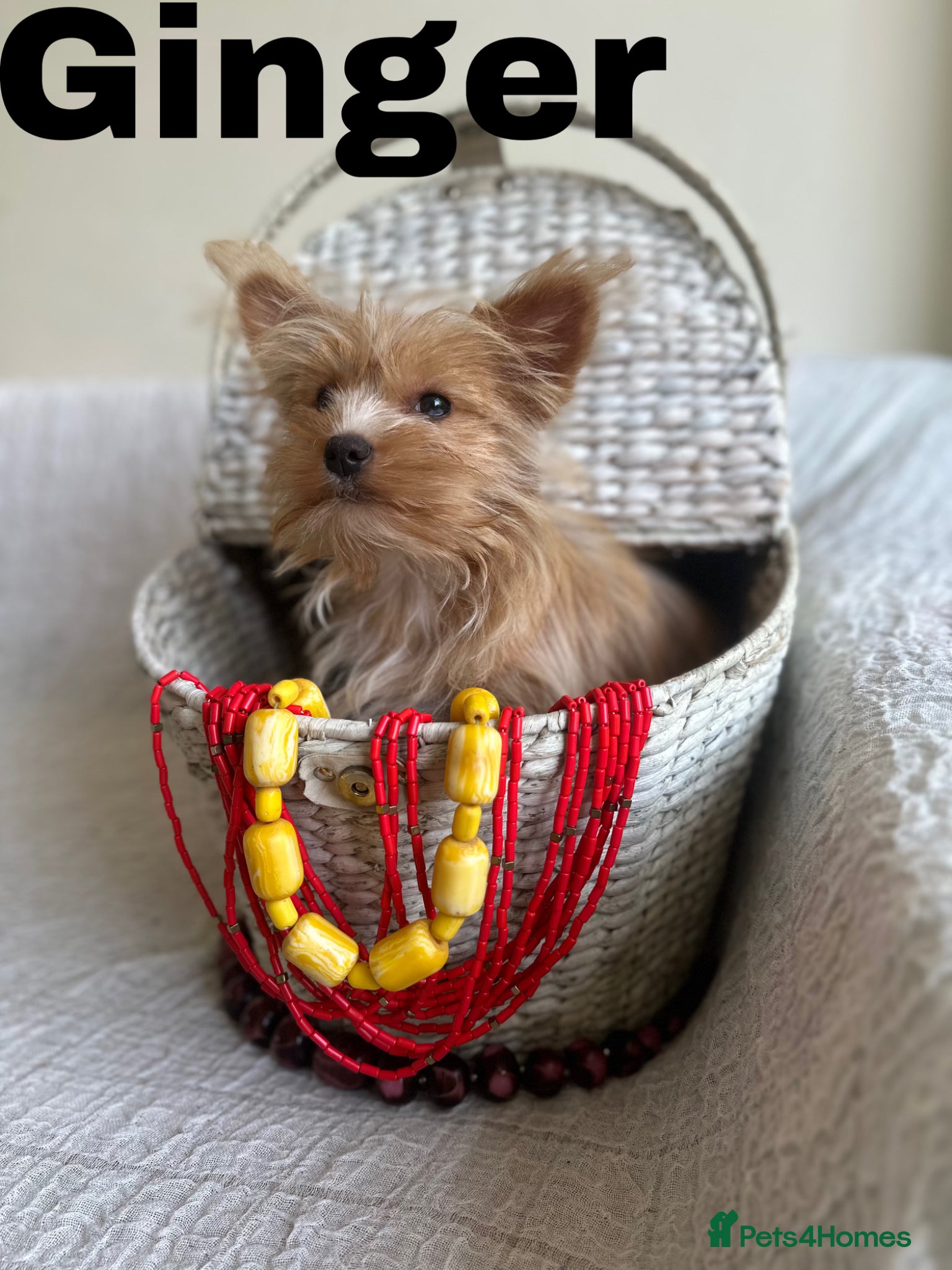 Yorkshire Terrier dogs Gorgeous Yorkshire Terriers - Advert 2