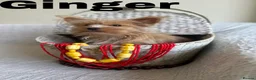 Yorkshire Terrier dogs for sale: Gorgeous Yorkshire Terriers - Advert 2