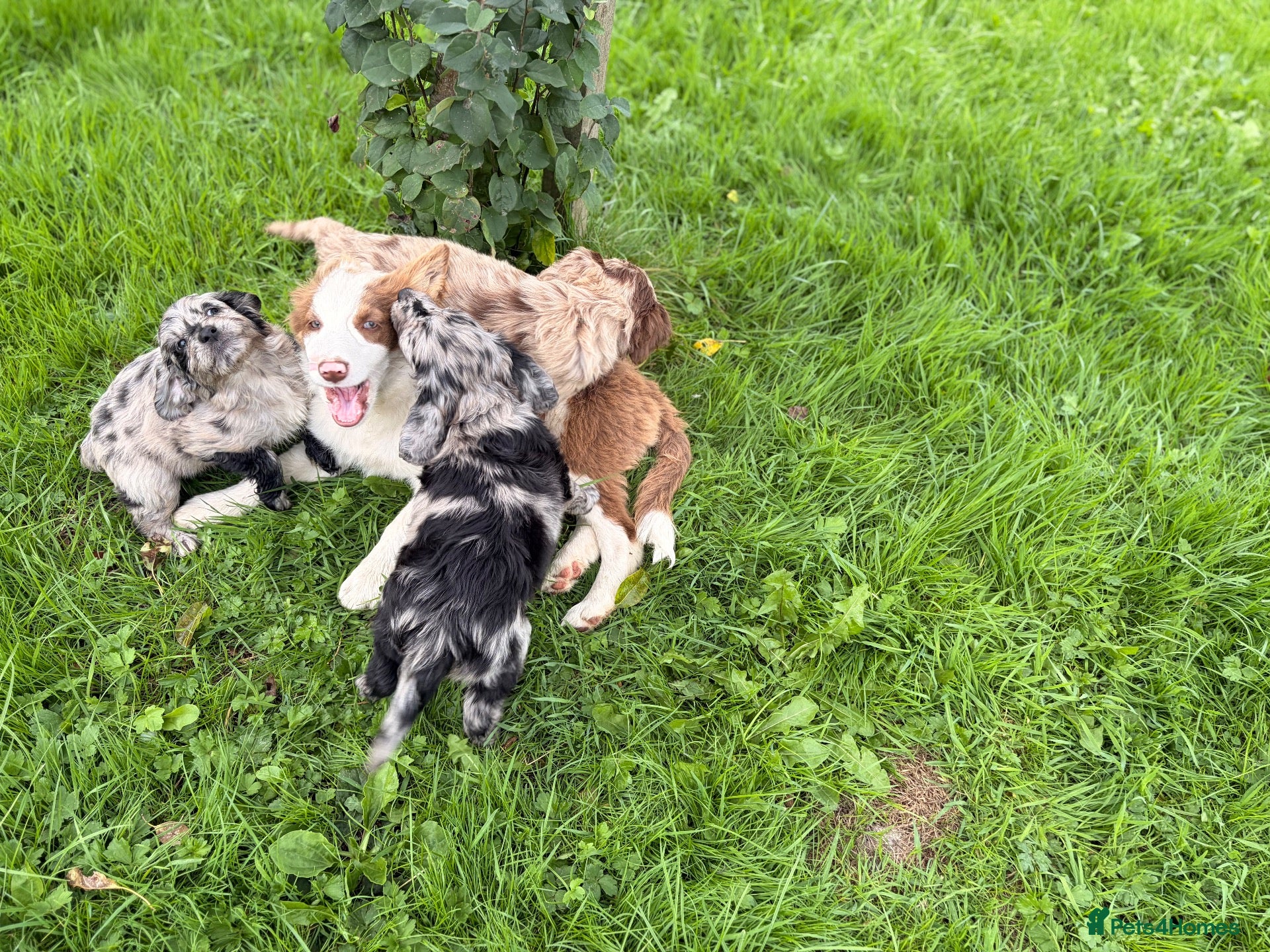 Mixed Breed dogs BEAUTIFUL COCKER X COLLIE PUPS - Advert 15