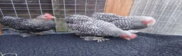 Chickens poultry for sale: Beautiful pekin cockrells  - Advert 2