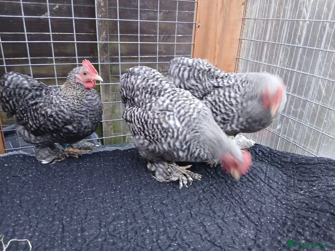 Chickens poultry for sale: Beautiful pekin cockrells  - Advert 2