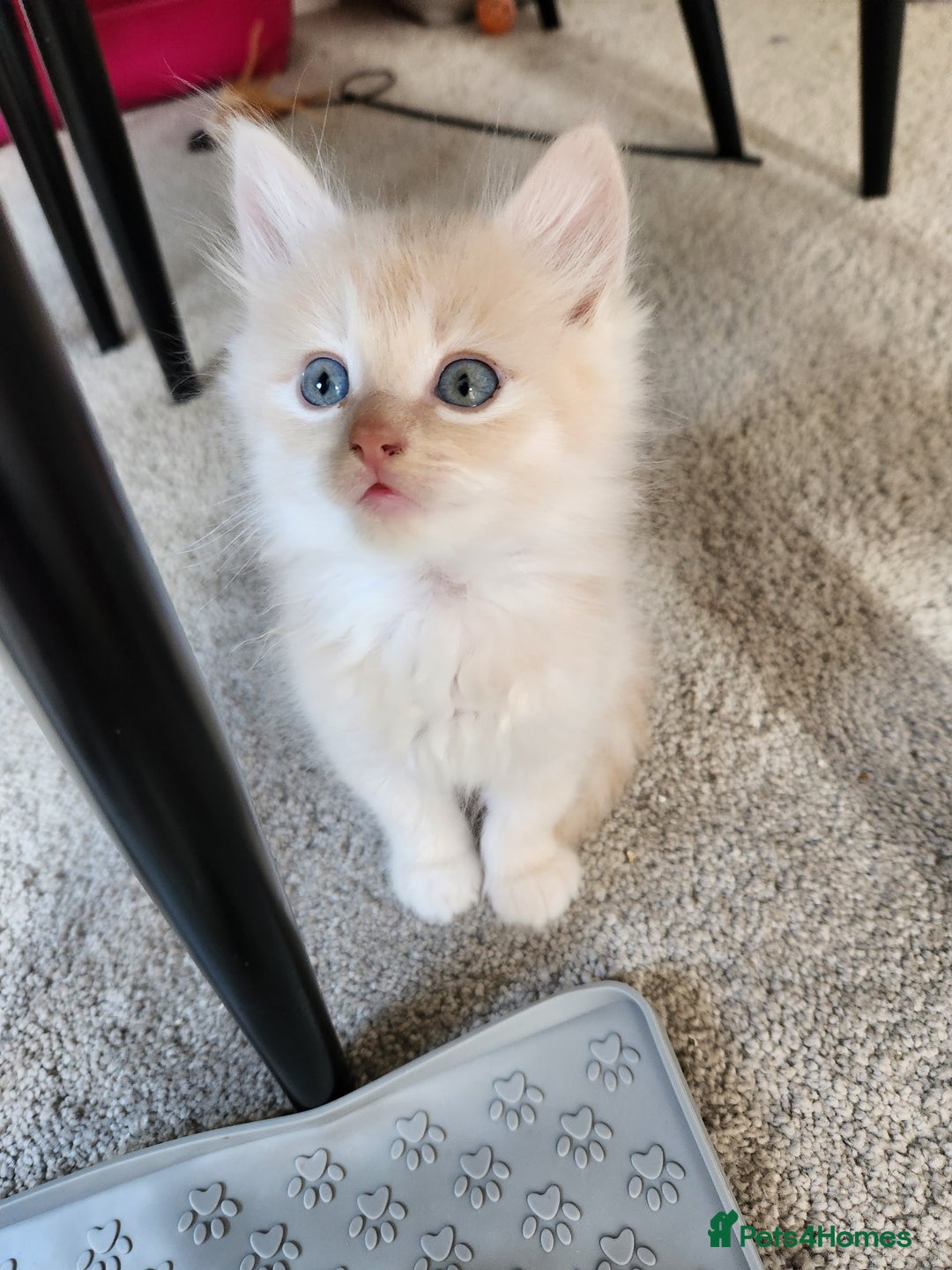 Ragdoll cats for sale: Beautiful Ragdoll Kittens  - Image 15