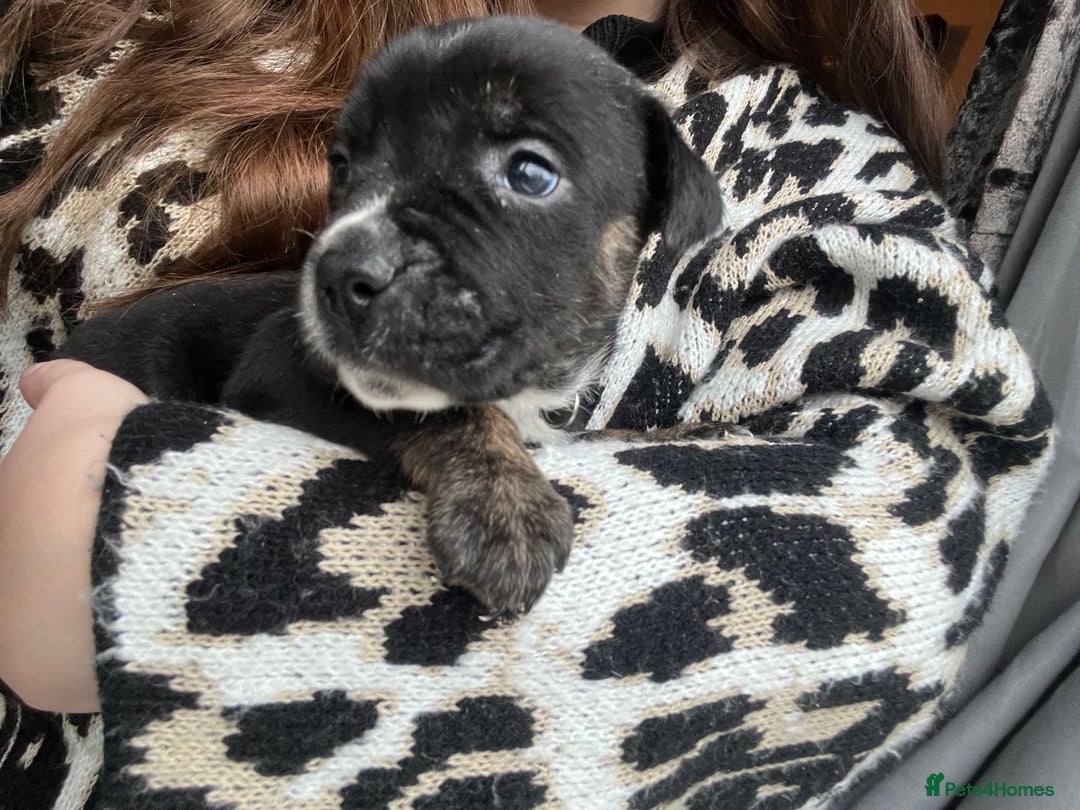 Mixed Breed dogs for sale: Presa Canario X American Bulldog puppies - Advert 10