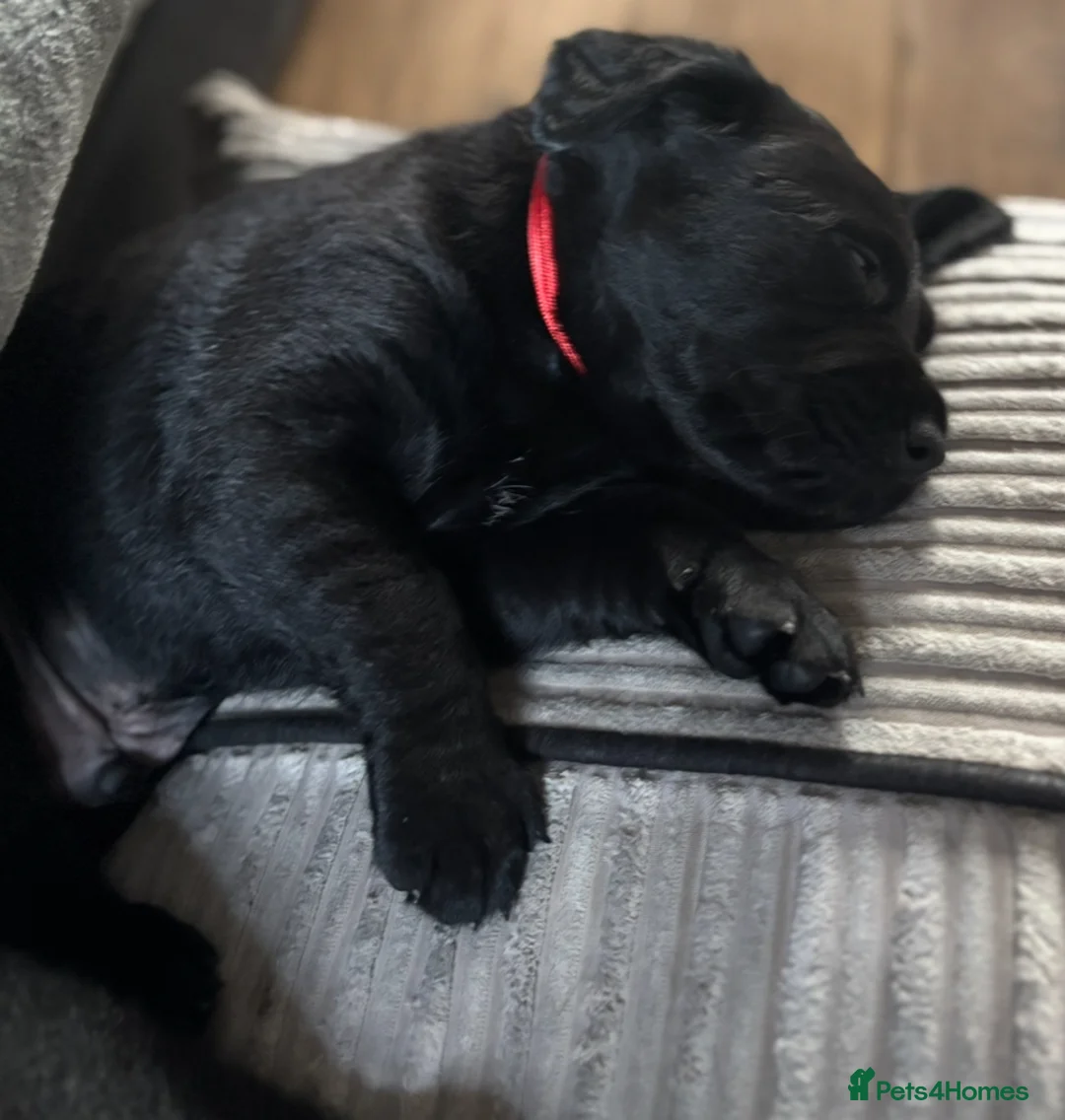 Goldador dogs for sale: Stunning Black Lab/Golden Retriever Puppies - Advert 35
