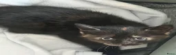 Mixed Breed cats for sale: 4 kittens for sale - see description for prices  - Advert 14