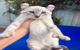 Bengal cats for sale: Gob smacking rare kittens  - Image 10