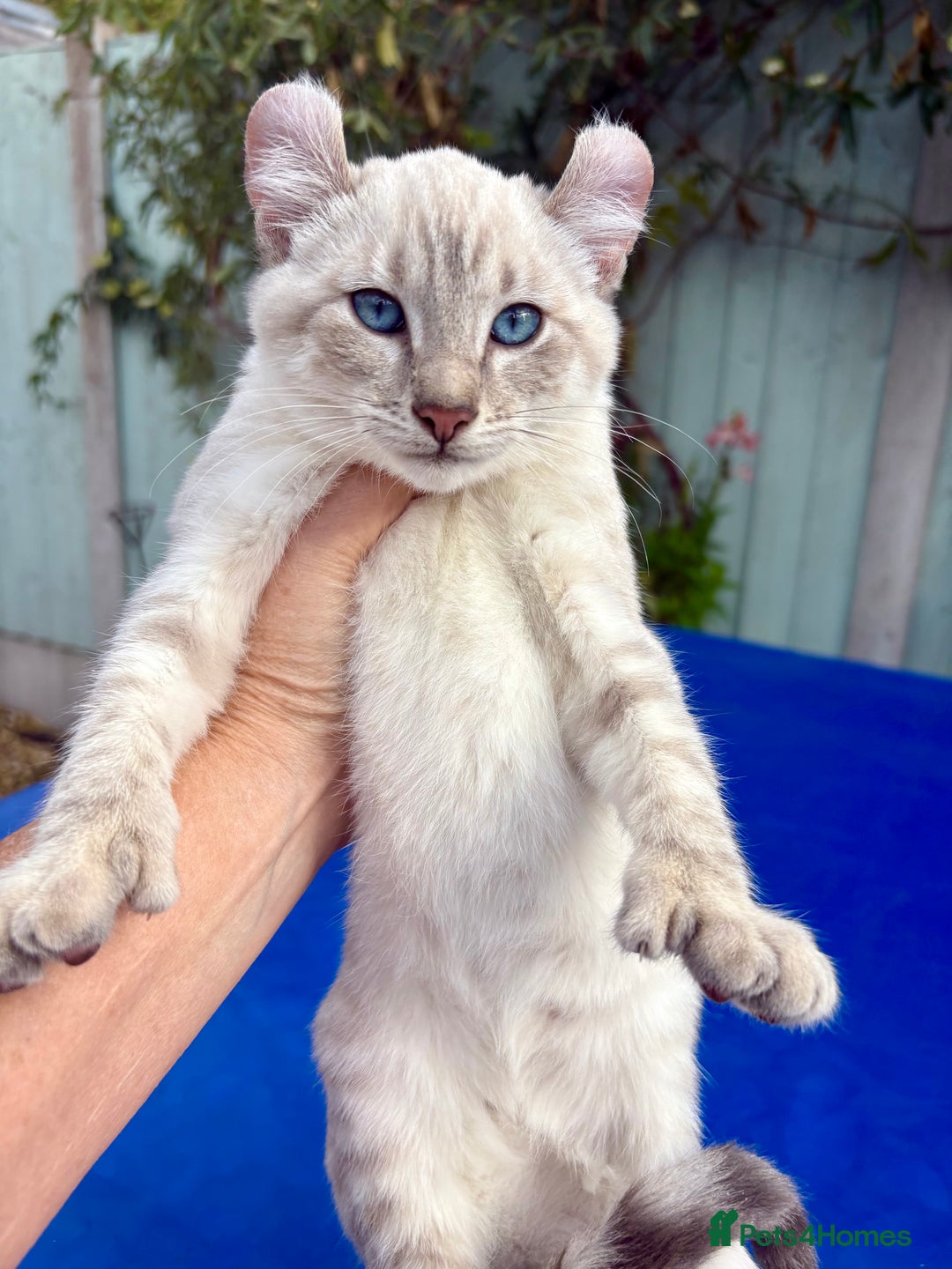 Bengal cats for sale: Gob smacking rare kittens  - Image 10