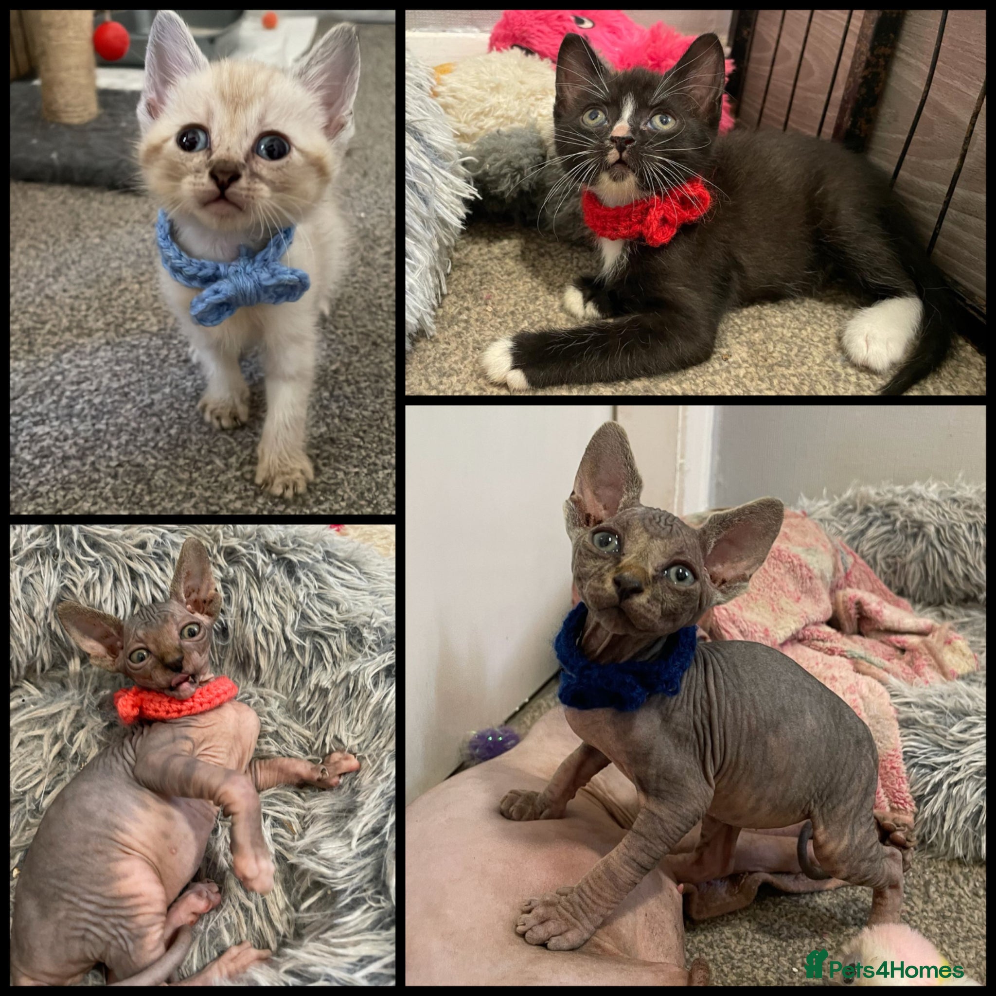 Sphynx cats Stunning RARE litter of Sphynx (hairless & fur) - Advert 5