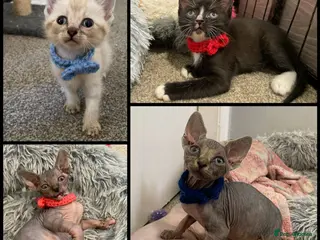 Sphynx cats Stunning RARE litter of Sphynx (hairless & fur) - Advert 5